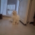 0532 202 91 32 MAVİ GÖZ SCOTISHFOLD ANNE VE 3 AYLIK OĞLU BRITISH BİRLİKTE YUVAYA fotoğraf