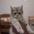 0532 202 91 32 MAVİ GÖZ SCOTISHFOLD ANNE VE 3 AYLIK OĞLU BRITISH BİRLİKTE YUVAYA fotoğraf
