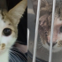 Bir gözü olmayan tatlı kedi fotoğraf