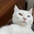 Kısırlaştırılmış Van Kedisi fotoğraf
