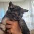 British Shorthair Kırması Smoke Yavru Kedi fotoğraf