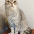 0534 216 08 72 SILVER BRITISHSHORTHAIR 9 AYLIK OĞLUM GÜMÜŞ fotoğraf