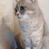 0534 216 08 72 SILVER BRITISHSHORTHAIR 9 AYLIK OĞLUM GÜMÜŞ fotoğraf