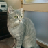 0534 216 08 72 SILVER BRITISHSHORTHAIR 9 AYLIK OĞLUM GÜMÜŞ fotoğraf