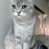 0534 216 08 72 SILVER BRITISHSHORTHAIR 9 AYLIK OĞLUM GÜMÜŞ fotoğraf