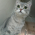 0534 216 08 72 SILVER BRITISHSHORTHAIR 9 AYLIK OĞLUM GÜMÜŞ fotoğraf