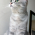 0534 216 08 72 SILVER BRITISHSHORTHAIR 9 AYLIK OĞLUM GÜMÜŞ fotoğraf