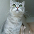 0534 216 08 72 SILVER BRITISHSHORTHAIR 9 AYLIK OĞLUM GÜMÜŞ fotoğraf