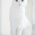 0534 216 08 72 SUŞİ/ VAN KEDİSİ KISIR, AŞILI OĞLUM SUŞİ YUVA ARIYOR fotoğraf