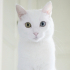 0534 216 08 72 SUŞİ/ VAN KEDİSİ KISIR, AŞILI OĞLUM SUŞİ YUVA ARIYOR fotoğraf