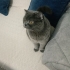 Sevgi Dolu Bir Cookie 🐾 Ücretsiz Sahiplendirilecek fotoğraf