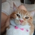 Oyun canlısı kırma kedimiz fotoğraf
