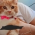Oyun canlısı kırma kedimiz fotoğraf