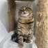0534 216 08 72 VET KONTROLLÜ ÇİFT KARMA AŞILI,KISIR KIZIM PAKİZE fotoğraf