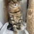 0534 216 08 72 VET KONTROLLÜ ÇİFT KARMA AŞILI,KISIR KIZIM PAKİZE fotoğraf
