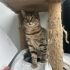 0534 216 08 72 VET KONTROLLÜ ÇİFT KARMA AŞILI,KISIR KIZIM PAKİZE fotoğraf
