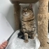 0534 216 08 72 VET KONTROLLÜ ÇİFT KARMA AŞILI,KISIR KIZIM PAKİZE fotoğraf