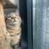 0534 216 08 72 VET KONTROLLÜ ÇİFT KARMA AŞILI,KISIR KIZIM PAKİZE fotoğraf