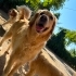 İzmir içi-eğitimli-golden retriever fotoğraf