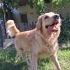 İzmir içi-eğitimli-golden retriever fotoğraf