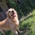 İzmir içi-eğitimli-golden retriever fotoğraf