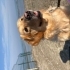 İzmir içi-eğitimli-golden retriever fotoğraf