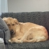 İzmir içi-eğitimli-golden retriever fotoğraf