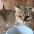Cookie 1 yaşında kısır erkek ömürlük yuvasını arıyor fotoğraf