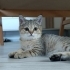 Ücretsiz Sahiplendirilecektir fotoğraf