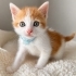 LULİŞ YUVA ARIYOR fotoğraf