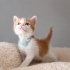 LULİŞ YUVA ARIYOR fotoğraf
