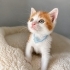 LULİŞ YUVA ARIYOR fotoğraf