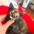 Çok minik çok sevimli fotoğraf