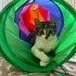 Kuki 5 aylık dişi kedi fotoğraf