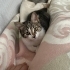 Kuki 5 aylık dişi kedi fotoğraf