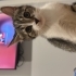 Kuki 5 aylık dişi kedi fotoğraf