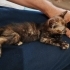 Şanslı Bebek Yuvasını Arıyor fotoğraf
