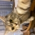 Oldukça sakin bir kedi size alışana kadar biraz uzak durucaktık bilginize fotoğraf