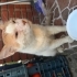 Kirli’ye En Güzel Yuvayı Bulalım fotoğraf