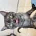 Kısır cins kedi fotoğraf