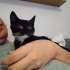 🖤 Kimyon Ömürlük Yuvasını Arıyor 🏡 fotoğraf