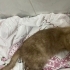 sokağa terk edilmiş sevimli kedi fotoğraf