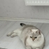 3 yaşında british shorthair fotoğraf