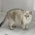 3 yaşında british shorthair fotoğraf