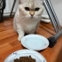 3 yaşında british shorthair fotoğraf