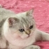3 yaşında british shorthair fotoğraf