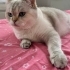 3 yaşında british shorthair fotoğraf