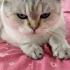 3 yaşında british shorthair fotoğraf