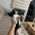 Çok tatlı 2 aylık yavru kedi fotoğraf