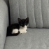 Çok tatlı 2 aylık yavru kedi fotoğraf